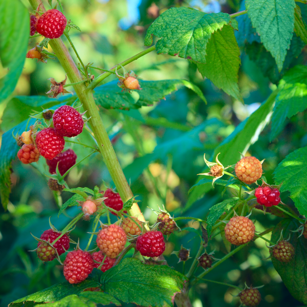 Identify Australia Raspberry Raspberry Seed Oil | Australian Oils Of Nature