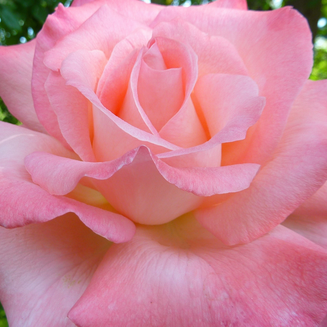 Rose Essential Oil