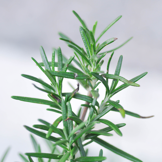 Rosemary (French) Essential Oil
