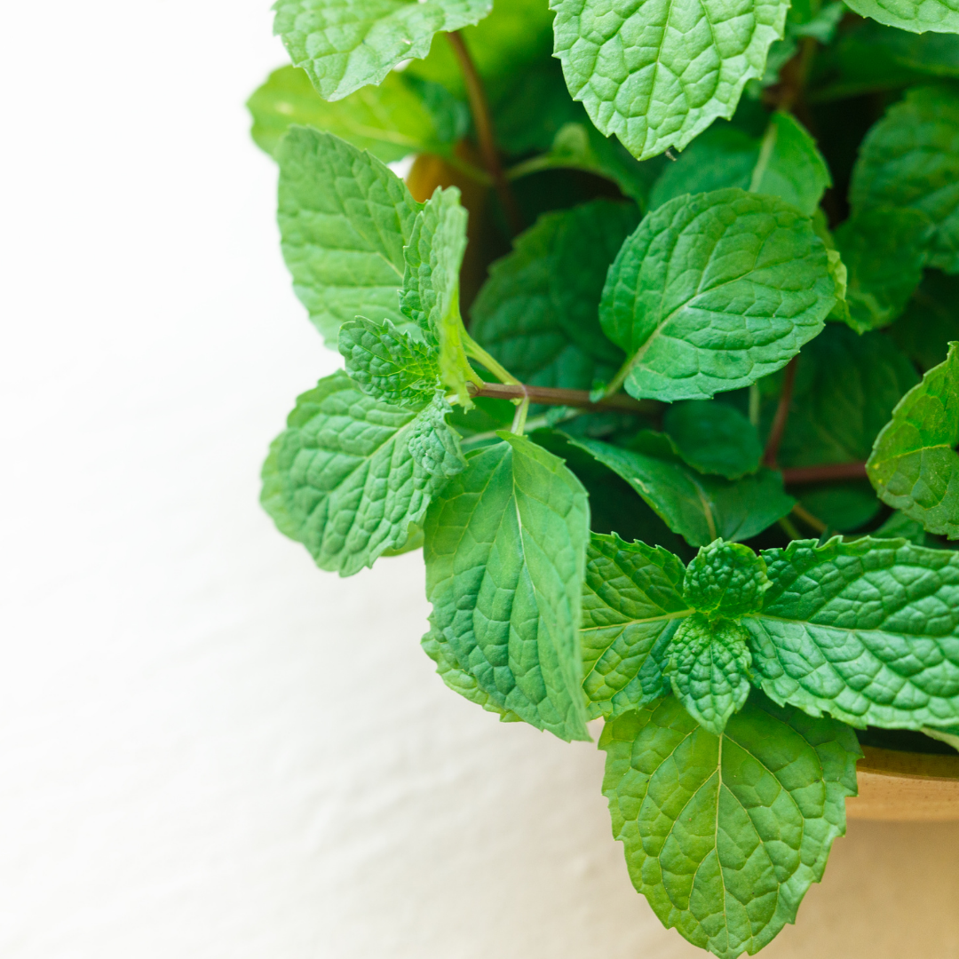 Spearmint Essential Oil