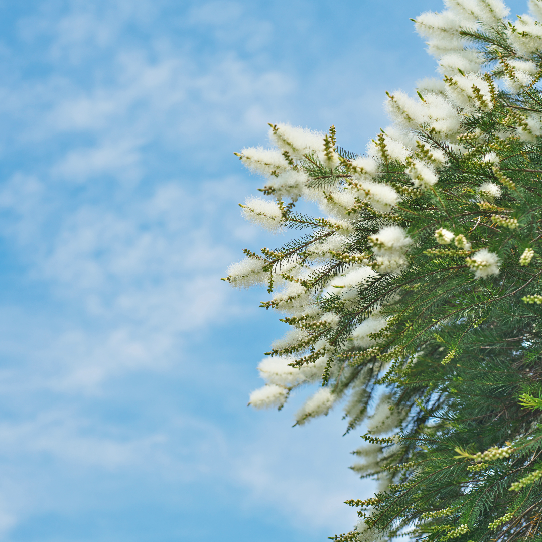 Tea Tree Essential Oil