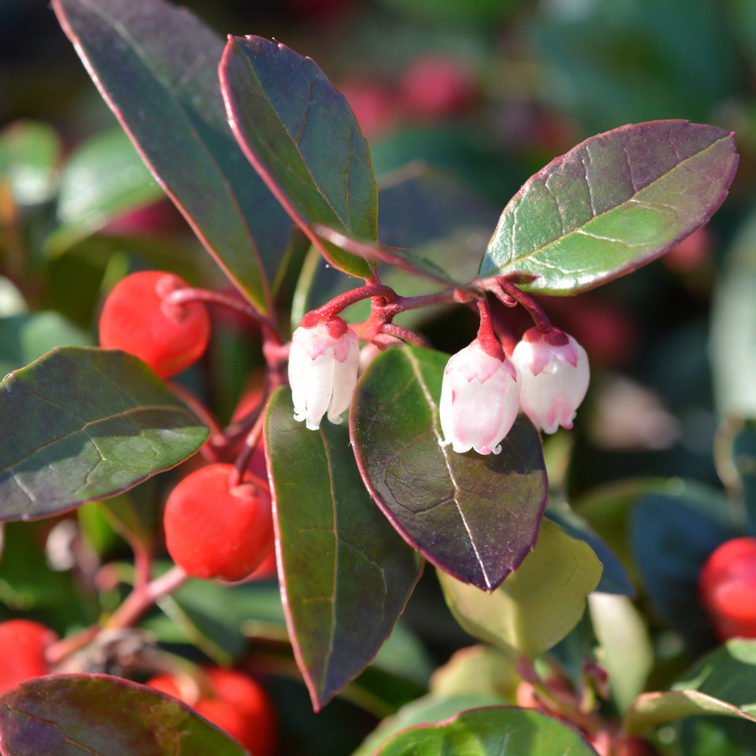 Wintergreen Essential Oil