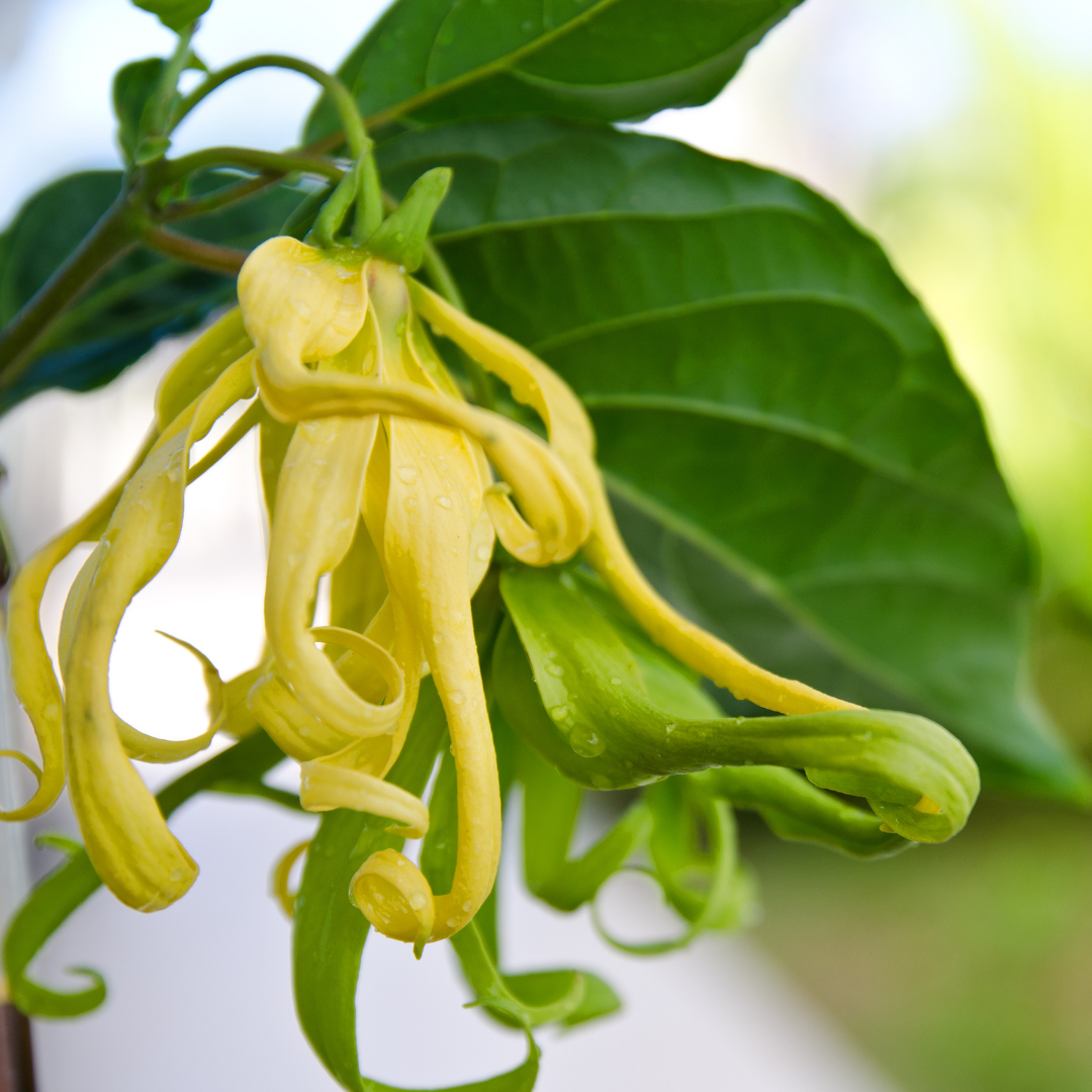 Ylang Ylang (Complete) Essential Oil